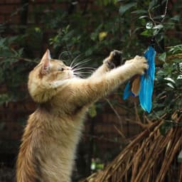 Kattenspeelgoed Met Veren, Interactief Speelgoed Voor Katten, 8 Reserveonderdelen Voor Veren, Vogels en Muizen — thumbnail 3