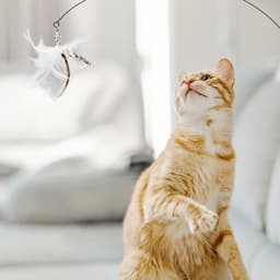Kattenspeelgoed met veren, interactief speelgoed kat met 6 reserveveren voor kattenhengels en 1 stang voor kittens en katten — thumbnail 5