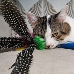 Kattenspeelgoed Met Veren, Interactief Speelgoed Voor Katten, 8 Reserveonderdelen Voor Veren, Vogels en Muizen — thumbnail 2