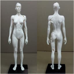 Anatomie Figuren - Menselijk Lichaam Model - Tekenen Studeren - Half Spier Half Huid - 28-30 cm - Ongeverfd — thumbnail 2