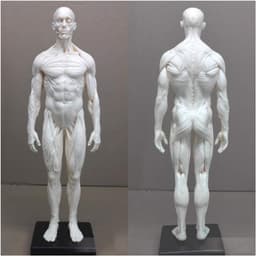 Anatomie Figuren - Menselijk Lichaam Model - Tekenen Studeren - Half Spier Half Huid - 28-30 cm - Ongeverfd — thumbnail 1