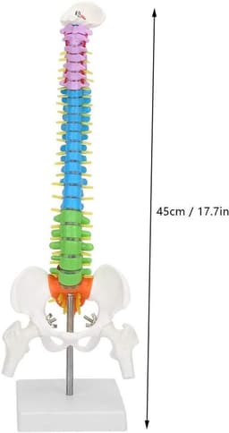 Extremely Flexible Spine Model, Anatomical Model of the Human Spine with Pelvic Femur, 45 cm, Life Size — thumbnail 9