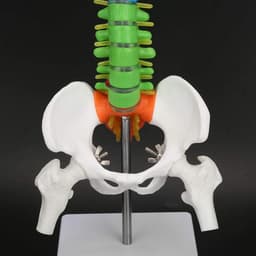 Extremely Flexible Spine Model, Anatomical Model of the Human Spine with Pelvic Femur, 45 cm, Life Size — thumbnail 4