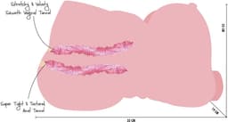 Big Fat Banging Babe 10 kg — thumbnail 2