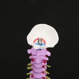 Extremely Flexible Spine Model, Anatomical Model of the Human Spine with Pelvic Femur, 45 cm, Life Size — thumbnail 2