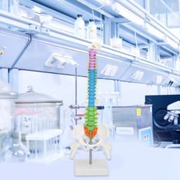 Extremely Flexible Spine Model, Anatomical Model of the Human Spine with Pelvic Femur, 45 cm, Life Size — thumbnail 6
