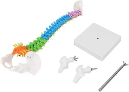 Extremely Flexible Spine Model, Anatomical Model of the Human Spine with Pelvic Femur, 45 cm, Life Size — thumbnail 8