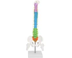 Extremely Flexible Spine Model, Anatomical Model of the Human Spine with Pelvic Femur, 45 cm, Life Size