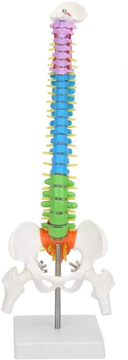 Extremely Flexible Spine Model, Anatomical Model of the Human Spine with Pelvic Femur, 45 cm, Life Size — afbeelding 1
