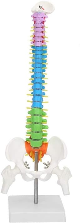 Extremely Flexible Spine Model, Anatomical Model of the Human Spine with Pelvic Femur, 45 cm, Life Size — thumbnail 1