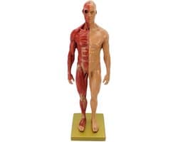 Menselijk Anatomie Model - Skelet Model Leren - Kunst Schilderen Studie - Halve Huid Ecorche - 30 cm - Gekleurd