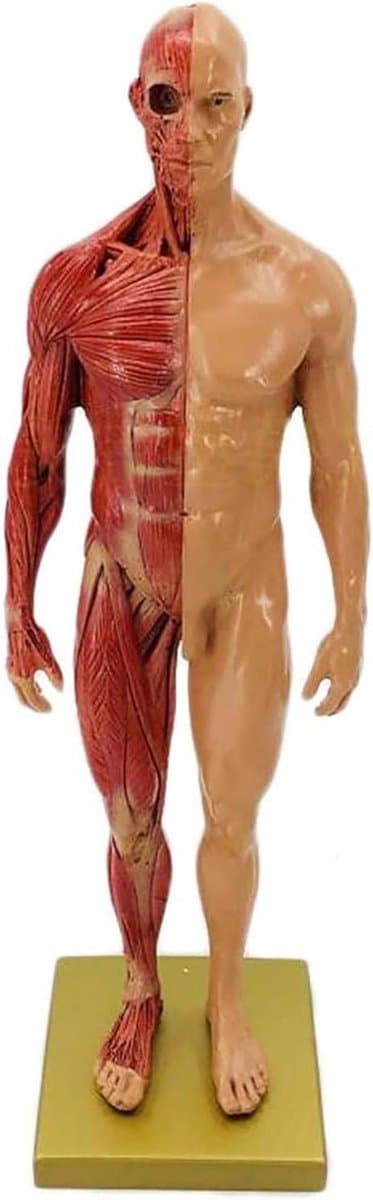 Menselijk Anatomie Model - Skelet Model Leren - Kunst Schilderen Studie - Halve Huid Ecorche - 30 cm - Gekleurd — afbeelding 1