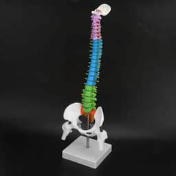 Extremely Flexible Spine Model, Anatomical Model of the Human Spine with Pelvic Femur, 45 cm, Life Size — thumbnail 5