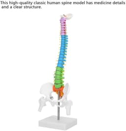 Extremely Flexible Spine Model, Anatomical Model of the Human Spine with Pelvic Femur, 45 cm, Life Size — thumbnail 7