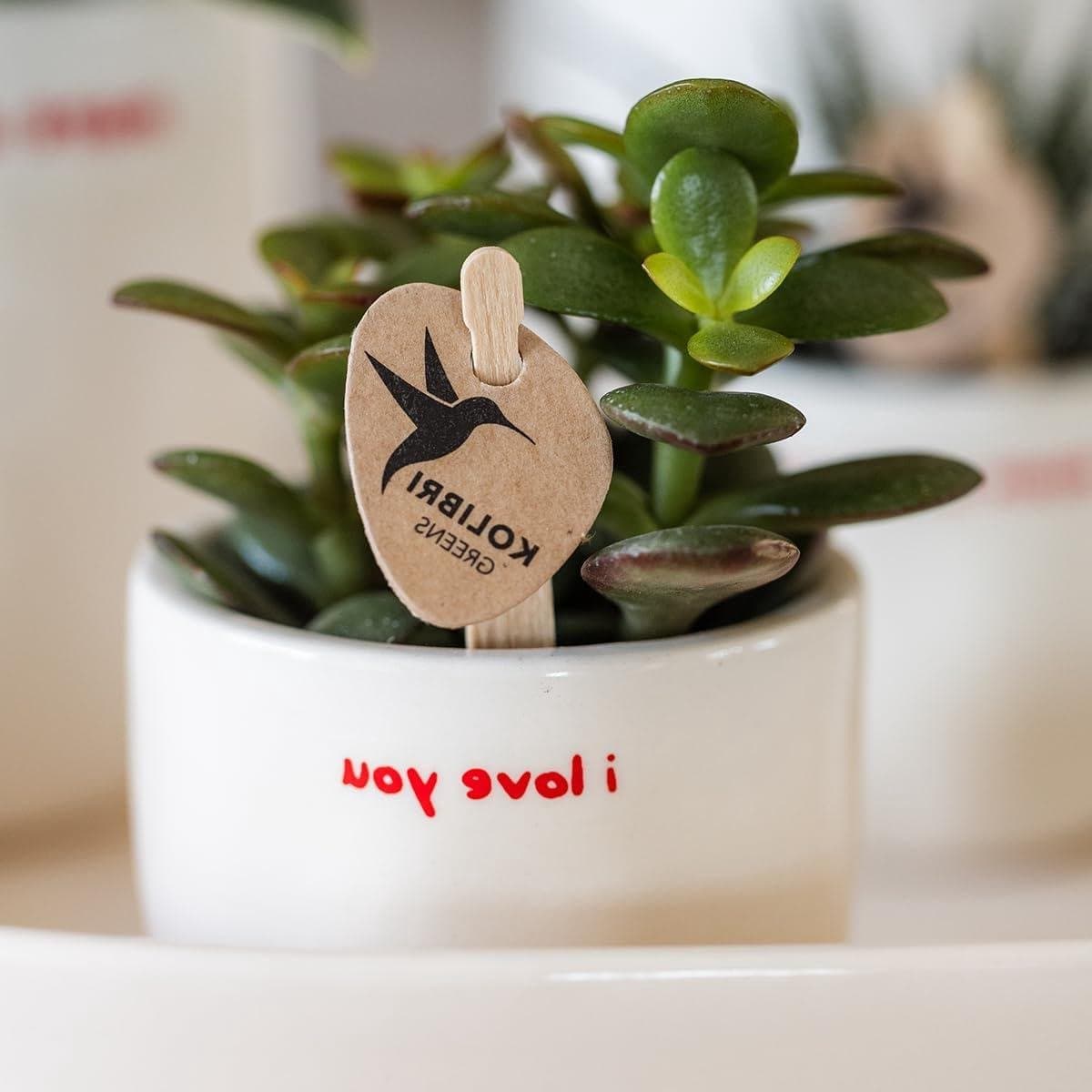 Cadeauset Orchidee Vetplant - Planten set liefde - Cadeau geven - Decoratieve potten - 1 x 1 x 1 cm — afbeelding 1