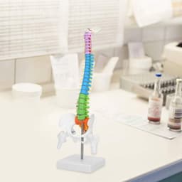 Extremely Flexible Spine Model, Anatomical Model of the Human Spine with Pelvic Femur, 45 cm, Life Size — thumbnail 3