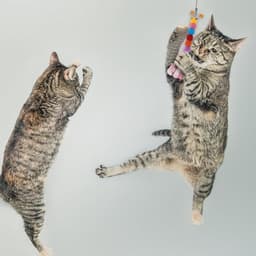 2 stuks kattenstok, vervanging voor huisdieren, interactief, kleurrijke rupsen — thumbnail 5