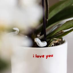 Cadeauset Orchidee Vetplant - Planten set liefde - Cadeau geven - Decoratieve potten - 1 x 1 x 1 cm — thumbnail 4