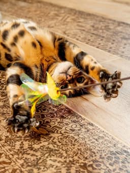 Verenspeelgoed voor katten | Kattenspeelgoed met veer en DREI instincten van de jager voor katten | Bloemvormig — thumbnail 3