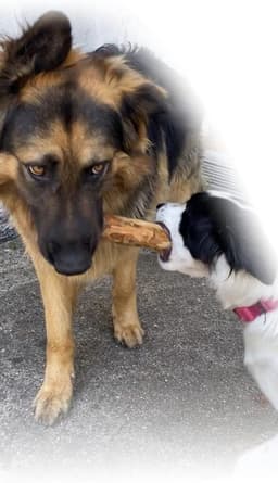 Dog toy for chewing, bite toy, stick – Olive wood – PetQuality (Small) - ShopVlot — thumbnail 3