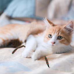 Toverstaf voor katten, vervanging, navulaccessoires voor kattenstok, rood en groen — thumbnail 4