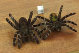 Spinnenbroche Spinnenbroche Halloween Vogelspin Tarantel Horror - Handgemaakte Modesieraden I Reversspeld Knop Pins — thumbnail 2