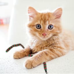 Toverstaf voor katten, vervanging, navulaccessoires voor kattenstok, rood en groen — thumbnail 5