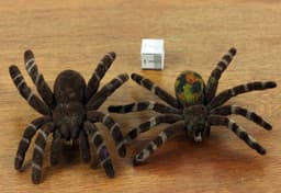 Spinnenbroche Spinnenbroche Halloween Vogelspin Tarantel Horror - Handgemaakte Modesieraden I Reversspeld Knop Pins — thumbnail 4