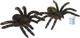 Spinnenbroche Spinnenbroche Halloween Vogelspin Tarantel Horror - Handgemaakte Modesieraden I Reversspeld Knop Pins — thumbnail 5