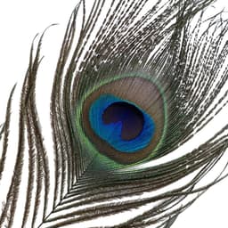 Sevanda - Natural Peacock Flirting - Veren Kietelaar met Verwisselbare Veren - Goud/Zwart — thumbnail 2