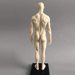Anatomisch Model - Menselijk Lichaam - Tekenen Studeren - Gedetailleerde Spieren - 11 Inch - Wit — thumbnail 2
