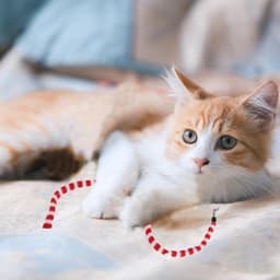 Toverstaf voor katten, vervanging, navulaccessoires voor kattenstok, rood/wit — thumbnail 5