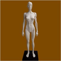 Anatomie Figuur - Menselijk Model - Kunst Studie - Half Spier Half Huid - 30 cm - Niet geverfd — thumbnail 2