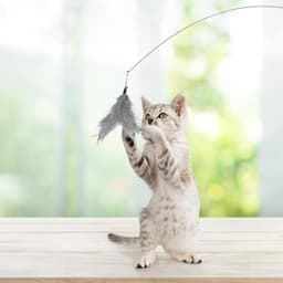 5 stuks reserve-kattenspeelgoed, kattenspeelgoed, veerspeelgoed voor katten, kattenhengel, inclusief navullingen voor natuurlijke kattenveren — thumbnail 5