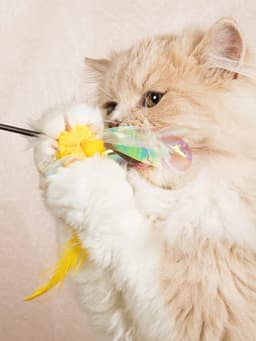 Verenspeelgoed voor katten | Kattenspeelgoed met veer en DREI instincten van de jager voor katten | Bloemvormig — thumbnail 2