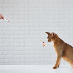 Kattenhengel met veren, kattenspeelgoed, kleurrijk kattenspeelgoed — thumbnail 5