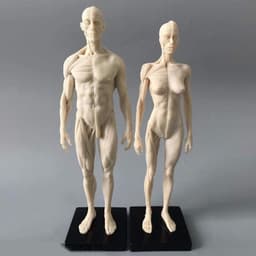 Anatomisch Model - Menselijk Lichaam - Tekenen Studeren - Gedetailleerde Spieren - 11 Inch - Wit — thumbnail 1