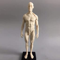 Anatomisch Model - Menselijk Lichaam - Tekenen Studeren - Gedetailleerde Spieren - 11 Inch - Wit — thumbnail 5