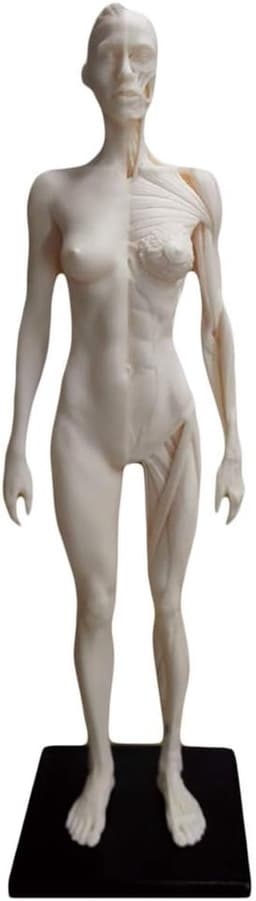 Anatomie Figuur - Menselijk Model - Kunst Studie - Half Spier Half Huid - 30 cm - Niet geverfd — thumbnail 3
