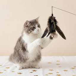 8-delige kattenveerspeelset, interactief kattenspeelgoed van 80 cm staaldraad, kattenveerspeelset voor huiskatten, kattenspeelgoed met veren — thumbnail 5