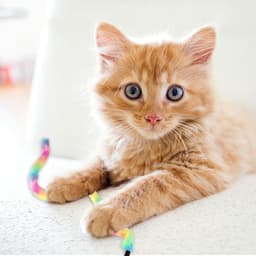 Toverstaf voor katten, vervanging, navulaccessoires voor kattenstok, regenboog-2 — thumbnail 5