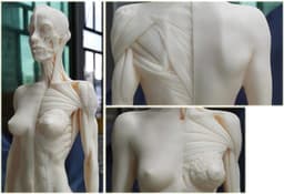Anatomie Figuren - Menselijk Lichaam Model - Tekenen Studeren - Half Spier Half Huid - 28-30 cm - Ongeverfd — thumbnail 3