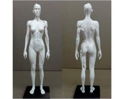 Anatomie Figuur - Menselijk Model - Kunst Studie - Half Spier Half Huid - 30 cm - Niet geverfd