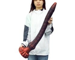 Rode Siliconen Fantasie DIldo - Lang 65 Cm - Diameter 9 cm