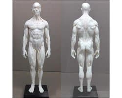 Anatomie Figuren - Menselijk Lichaam Model - Tekenen Studeren - Half Spier Half Huid - 28-30 cm - Ongeverfd
